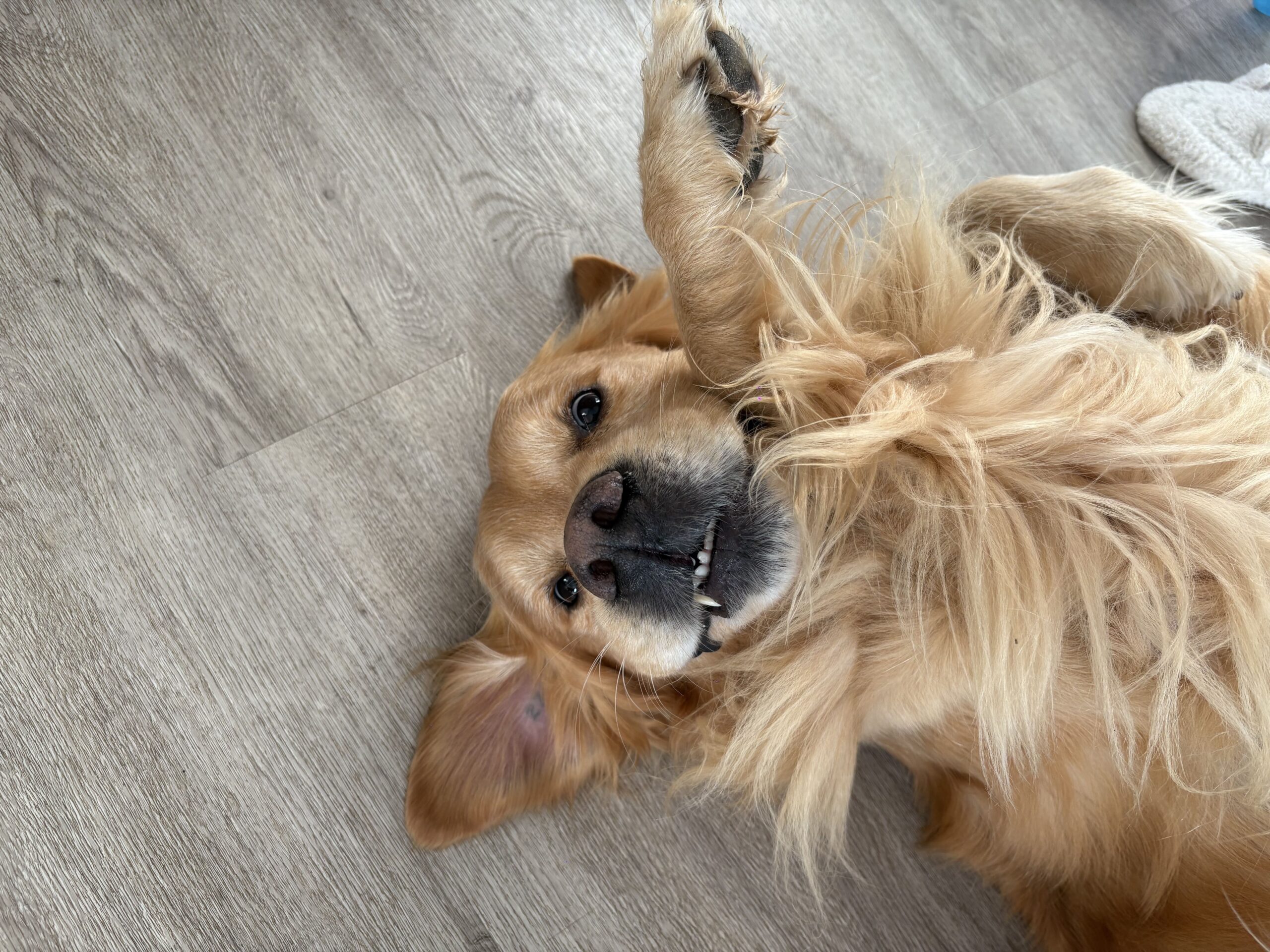 syndrome queue heureuse chien