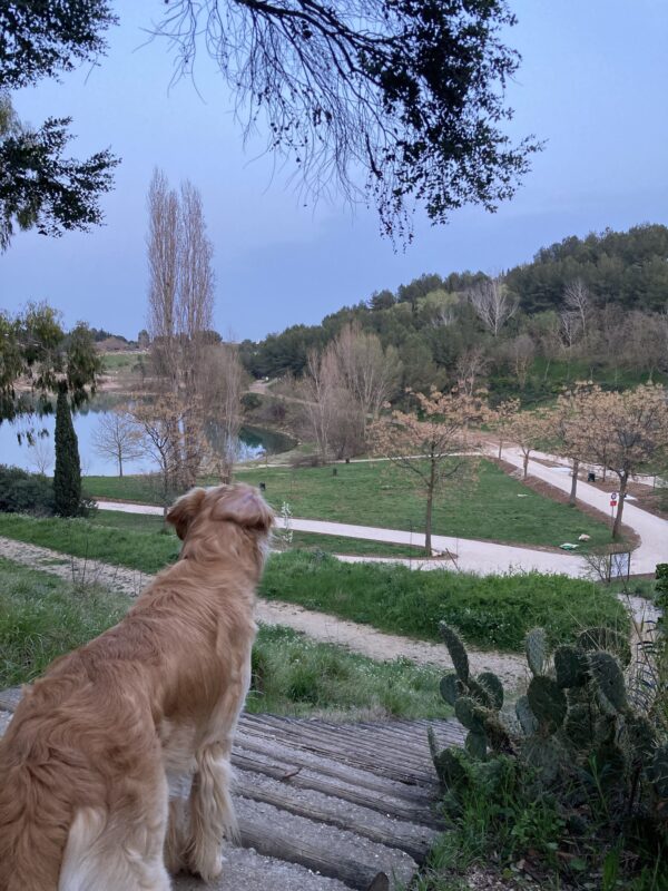 chien qui boite mais ne dit rien