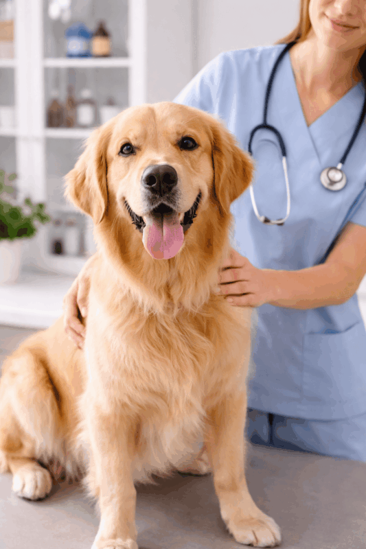 chien peur vétérinaire