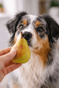 poire pour chien