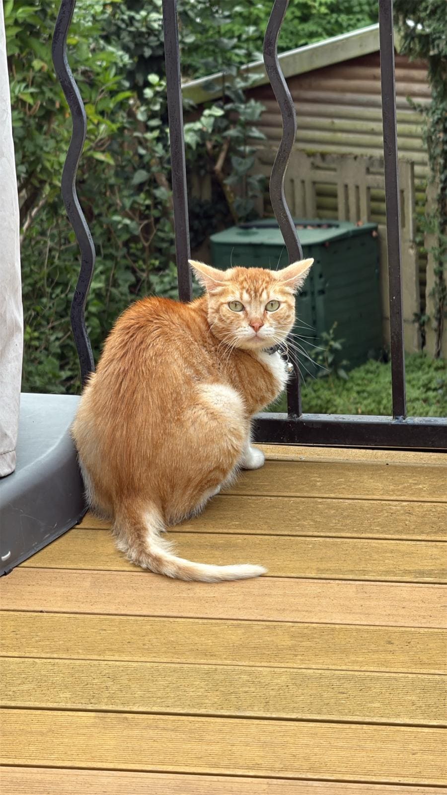 chat problème urinaire