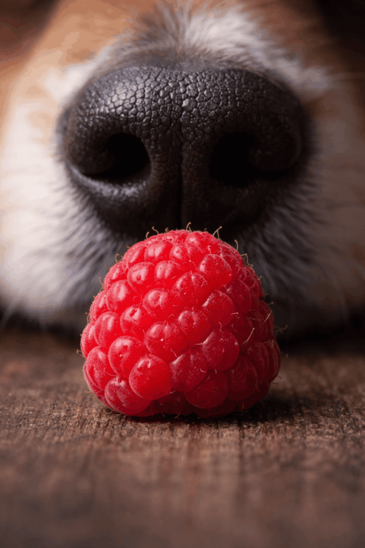 framboise pour chien