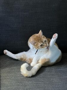 chat qui s'arrache les poils