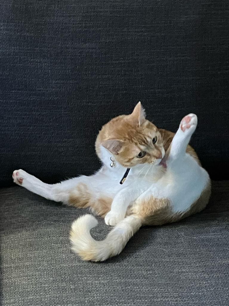 chat qui s'arrache les poils