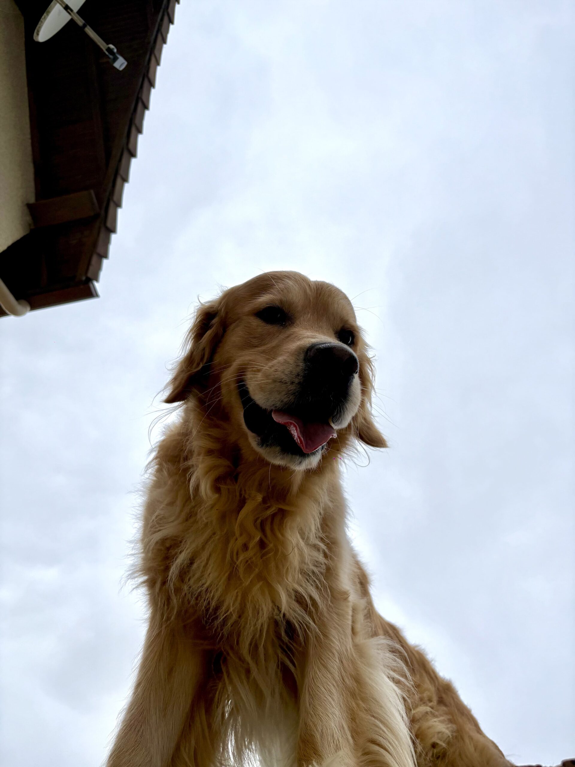 chien qui tire la langue raison