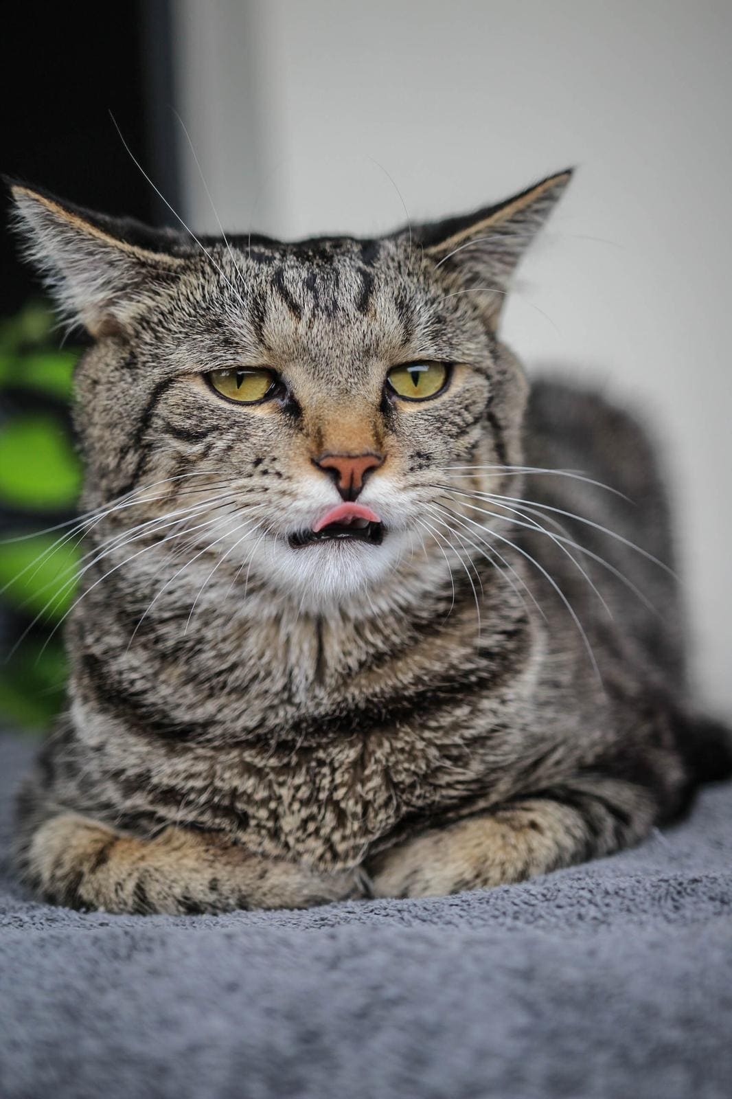 chat empoisonné prise en charge
