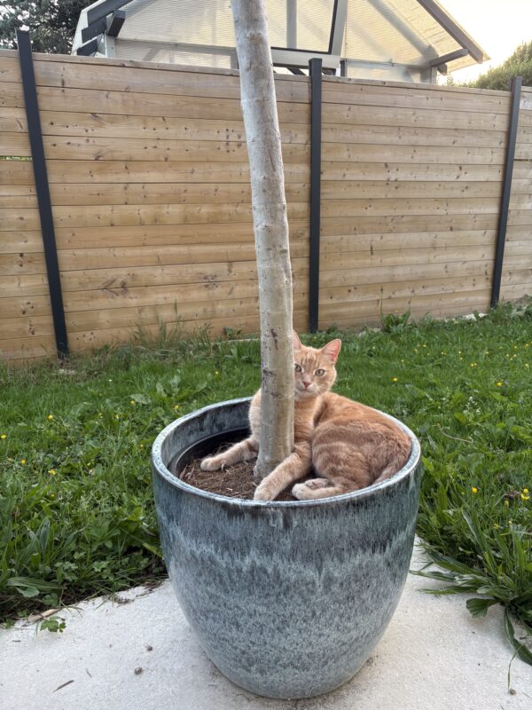 allergie poils de chien et chat