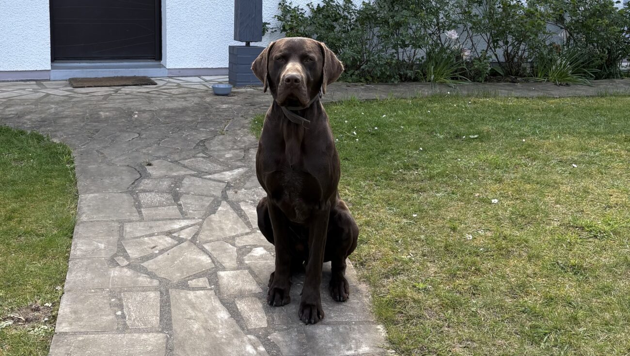 labrador marron