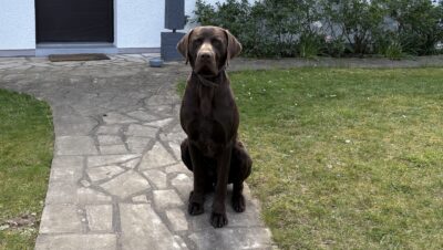 labrador marron