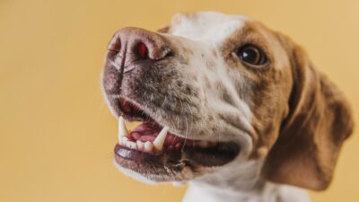 chien importance mastication